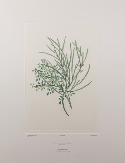 Carmichaelia solandri (Leguminosae) - deska 429, Banks