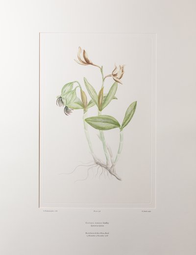 Cattleya forbesii (Orchidaceae) - deska 358, Banks