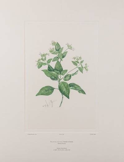 Dicliptera bracteata (Acanthaceae) - deska 636, Banks
