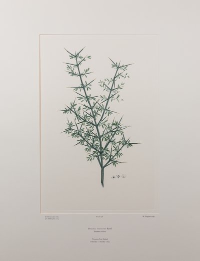 Discaria toumatou (Rhamnaceae) - deska 426, Banks