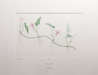 Ipomoea aquatica (Convolvulaceae) - deska 375, Banks
