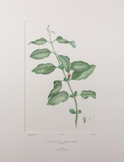 Lepeostegeres geminiflorus (Loranthaceae) - deska 386, Banks