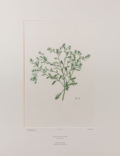 Lepidium flexicaule (Cruciferae) - deska 409, Banks