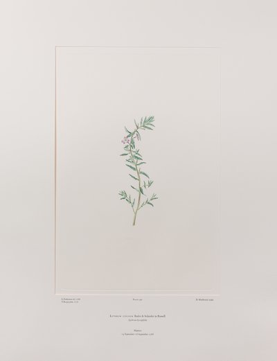 Lythrum junceum (Lythraceae) - deska 392, Banks