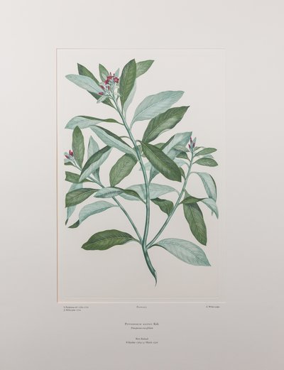 Pittosporum ralphii (Pittosporaceae) - deska 413, Banks
