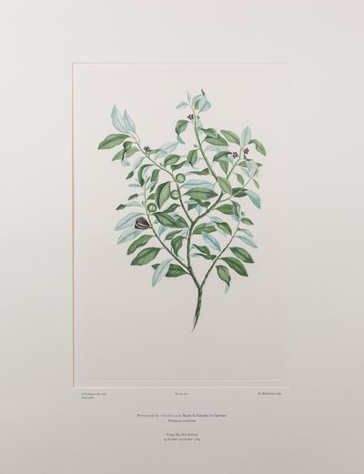 Pittosporum tenuifolium (Pittosporaceae) - deska 412, Banks