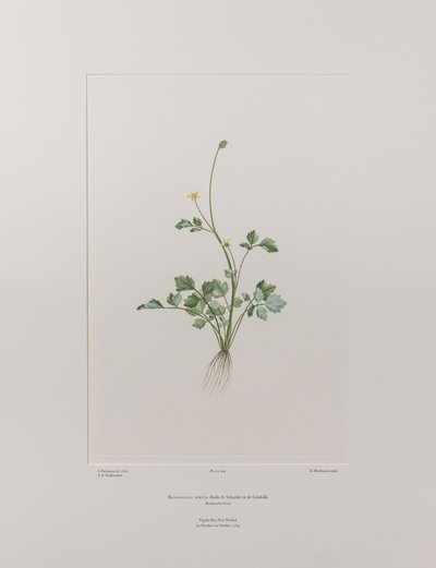 Ranunculus hirtus (Ranunculaceae) - deska 404, Banks