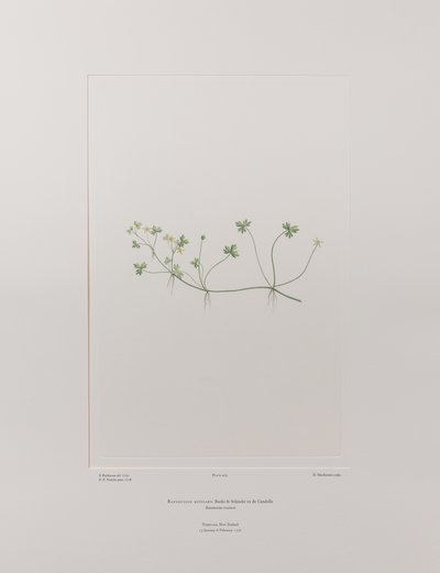 Ranunculus rivularis (Ranunculaceae) - deska 405, Banks