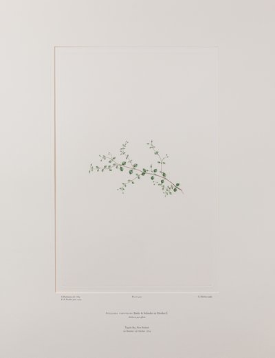 Stellaria parviflora (Caryophyllaceae) - deska 415, Banks