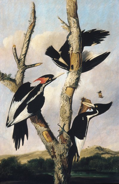 Slonovinoví datli, kolem 1830-31 od Joseph Bartholomew Kidd