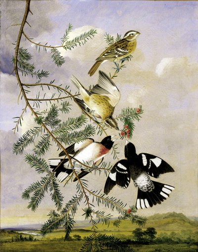 Rose-Breasted Grosbeak, polovina konce 19. století. od Joseph Bartholomew Kidd