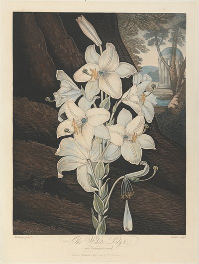 Bílá lilie s pestrými listy, 1800, od Roberta Johna Thorntona, ‚Chrám Flory‘, 1799-1812 od Joseph Constantine Stadler