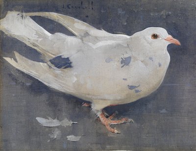 The Pigeon (kvaš na plátně) od Joseph Crawhall