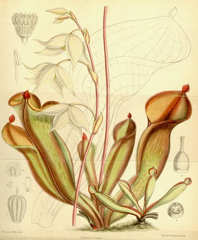 Heliamphora nutans. 1890 od Joseph Dalton Hooker