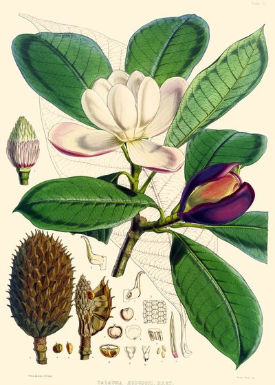 Magnolia hodgsonii, 1855 od Joseph Dalton Hooker