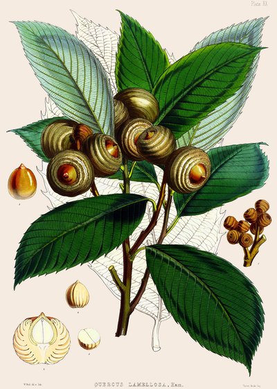 Quercus lamellosa, 1890 od Joseph Dalton Hooker