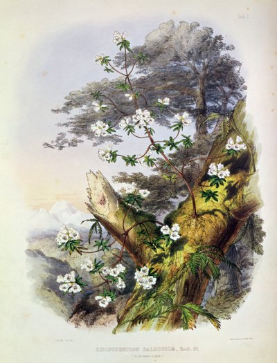 Rhododendron: Dalhousie, kresba z „Rhododendrons of the Sikkim Himalaya“, tisk Reeve Benham und Reeve, 1849-50 (barevná litografie) od Joseph Dalton Hooker