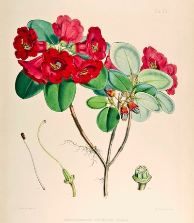 Rhododendron thomsonii, 1895 od Joseph Dalton Hooker