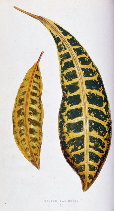 Croton list variegata. Botanická tabule v "" Rostliny s barevnými listy. Sbírka nejpozoruhodnějších druhů používaných k výzdobě zahrad, skleníků a bytů od Edwarda Josepha Lowea a W. Howarda, členů London Horticulture Society. Tran od Joseph Edward and Howard W Lowe