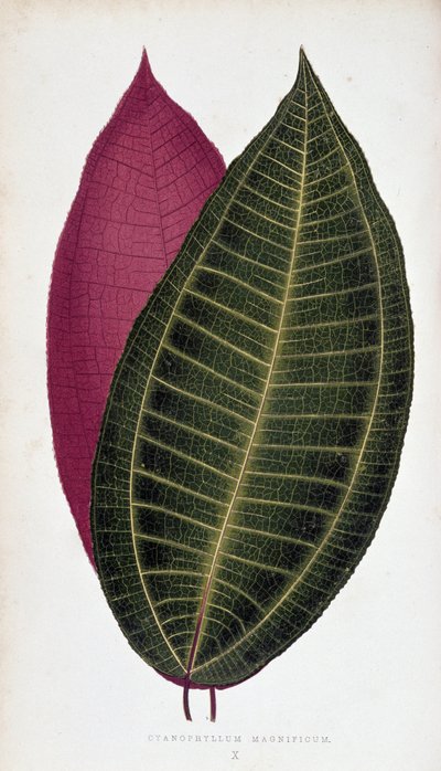 List Cyanophyllum Magnificum. Botanická tabule v "" Rostliny s barevnými listy. od Joseph Edward and Howard W Lowe