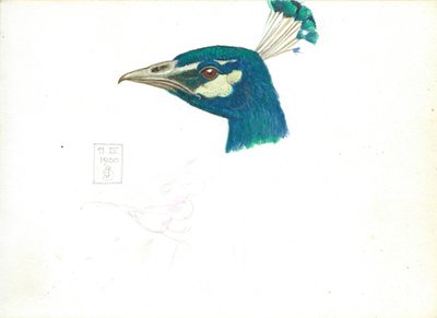 Head of a Peacock, 11 IX, 1900 (tužka, pero a inkoust a wc na papíře) od Joseph Edward Southall