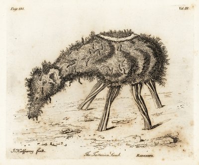 Zeleninový beránek z Tartarie. od Joseph Halfpenny