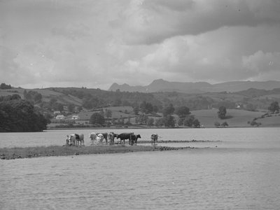 Skupina krav stojících na písečném břehu v Esthwaite Water od Joseph Hardman