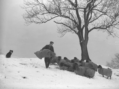 Farmář nese pytel sena na krmení stáda ovcí od Joseph Hardman