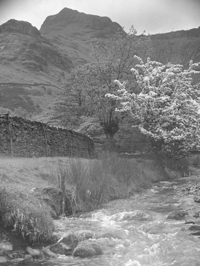 Pohled na horský potok s kvetoucím stromem v popředí a Langdale Pikes v pozadí od Joseph Hardman