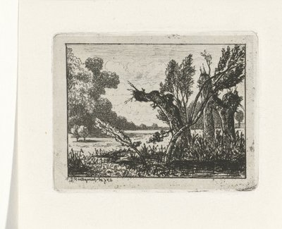 pollard vrby od Joseph Hartogensis