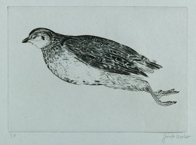 Dead Partridge (La Perdrix) (gravírování) od Joseph Hecht