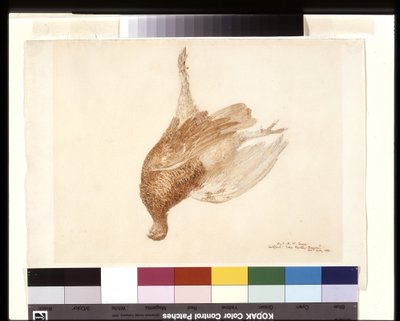 Dead Grouse (Watercolor přes tužku na bílém papíru Wove) od Joseph Mallord William Turner