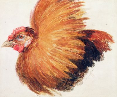 Game-Cock, z Farnley Book of Birds, c.1816 od Joseph Mallord William Turner