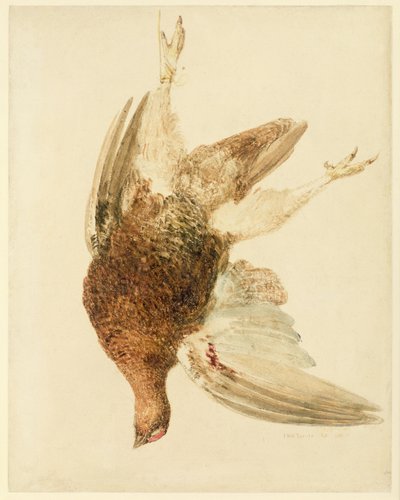 Grouse, z The Farnely Book of Birds, c.1816 (tužka a akvarel na papíře) od Joseph Mallord William Turner
