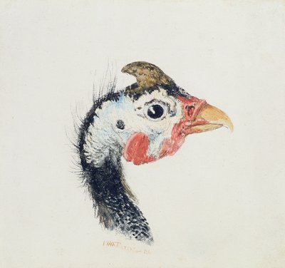 Guinea Fowl, z Farnley Book of Birds, c.1816 od Joseph Mallord William Turner