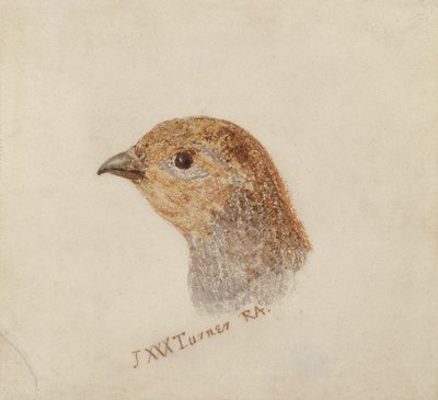 Partridge, z Farnley Book of Birds, c.1816 (tužka a akvarel na papíře) od Joseph Mallord William Turner
