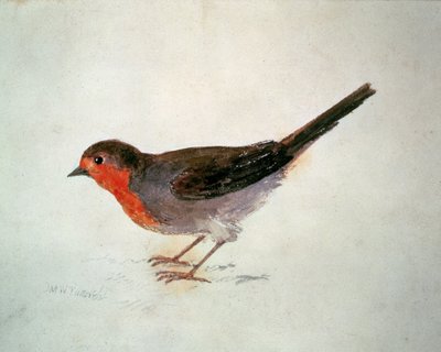 Robin, z Farnley Book of Birds, c.1816 (tužka a akvarel na papíře) od Joseph Mallord William Turner