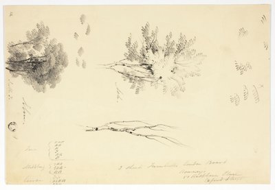 Náčrtky jilmů a jasanů od Joseph Mallord William Turner
