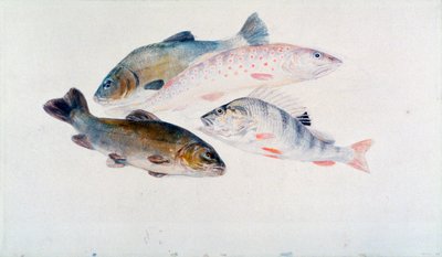 Studium ryb: Dva líni, pstruh a okoun, c1822-1824. od Joseph Mallord William Turner