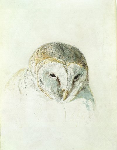 White Barn Owl, z Farnley Book of Birds, c.1816 (tužka a akvarel na papíře) od Joseph Mallord William Turner