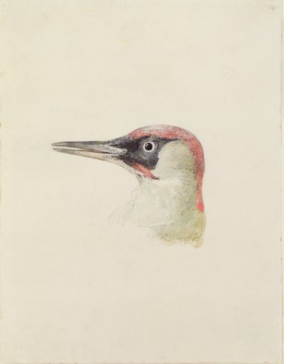 Datel, z Farnley Book of Birds, c.1816 (tužka a akvarel na papíře) od Joseph Mallord William Turner