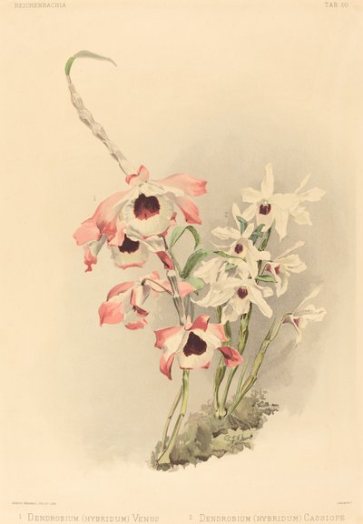 Dendrobium (Hybridium) Venuše a Dendrobium (Hybridium) Cassiope od Joseph Mansell after Henry George Moon
