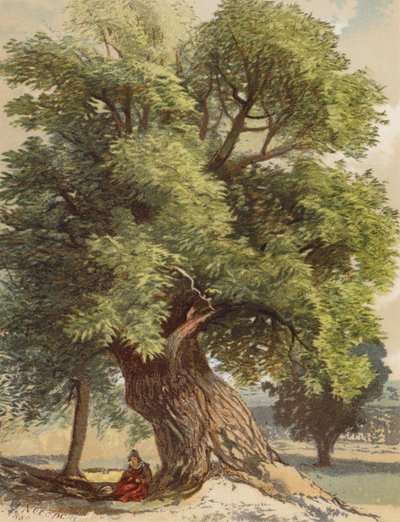 Starý kaštan (barevná litografie) od Joseph Needham