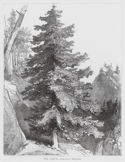 Modřín (litografie) od Joseph Needham