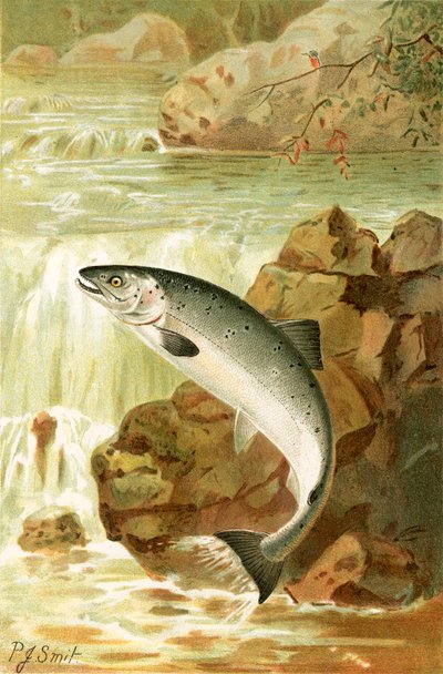 Lososí skok od Joseph Smit