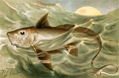 Chimaera od Joseph Smit