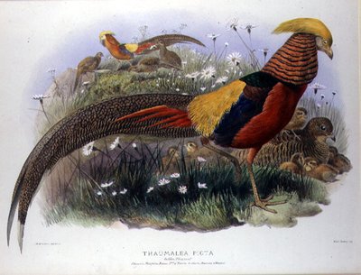 Thaumalea picta (zlatý bažant) rytina M. & N. Hanhart od Joseph and Smit J. Wolf