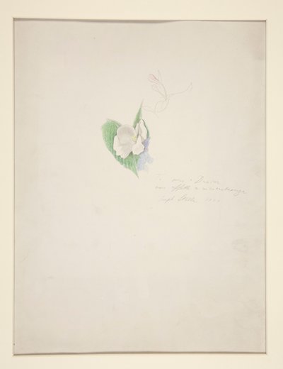 Květ od Joseph Stella