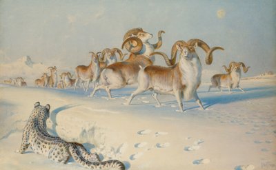 Sněžný leopard pronásleduje Ovis Poli, od Joseph Wolf