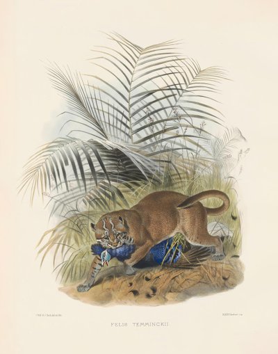  od Joseph Wolf
